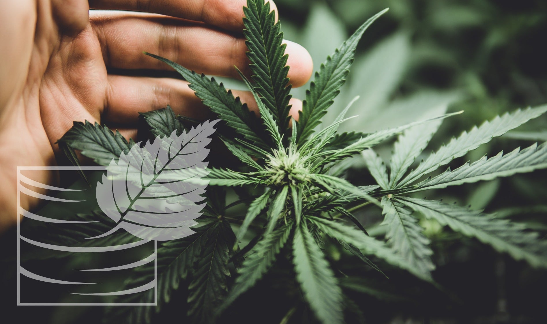CBD vs. CBG
